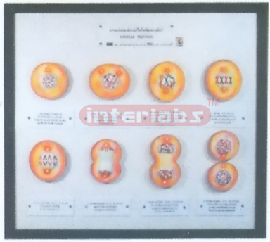 ANIMAL CELL MITOSIS MODELS Exporter & Educational Laboratory