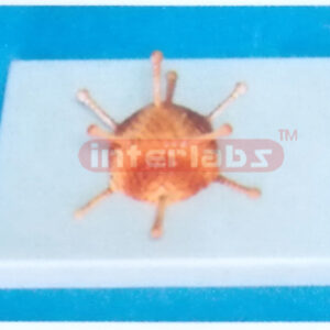 ADENO VIRUSES MODEL Exporter & Educational Laboratory Equipm