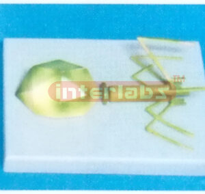 PACTERIO PHAGE VIRUS MODEL Exporter & Educational Laboratory