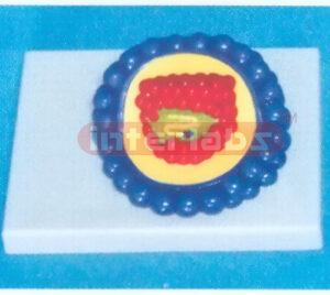 CORONA VIRUS MODEL Exporter & Educational Laboratory Equipme