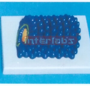 HYDROPHOBIA VIRUS MODEL Exporter & Educational Laboratory Eq