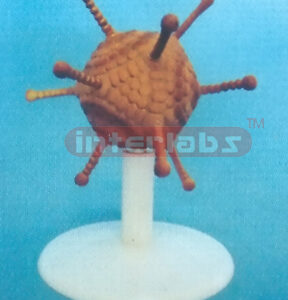 VERTICAL ADENO VIRUSES MODEL Exporter & Educational Laborato
