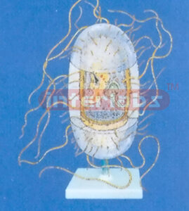 HYDROPHOBIA VIRUS ANATOMICAL MODEL Exporter & Educational La