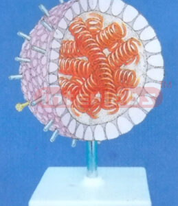 VIRUS ANATOMICAL MODEL Exporter & Educational Laboratory Equ