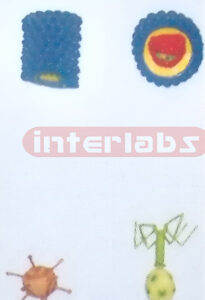 HANGING TYPICAL VIRUS MODEL (4 PCS / SET) Exporter & Educati