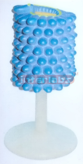 VERTICAL HYDROPHOBIA VIRUS MODEL Exporter & Educational Labo