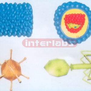 TYPICAL VIRUS MODEL (4 PCS / SET) Exporter & Educational Lab