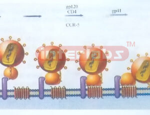 VIRUS ENTERING HUMAN CELL CEMORSTRATION MODEL Exporter & Edu