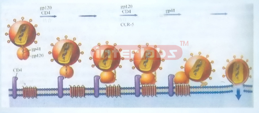 VIRUS ENTERING HUMAN CELL CEMORSTRATION MODEL Exporter & Edu