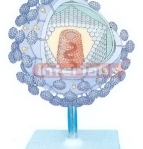 AIDS VIRUS PRECISE MODEL Exporter & Educational Laboratory E