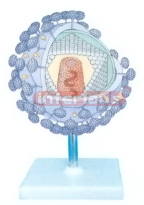 AIDS VIRUS PRECISE MODEL Exporter & Educational Laboratory E