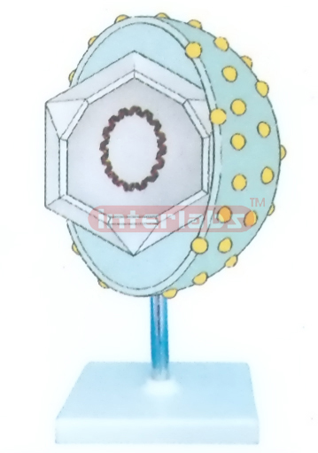 SECOND HEPATITIS VACCINE MODEL Exporter & Educational Labora