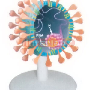 SARS VIRUS ANATOMICAL MODEL Exporter & Educational Laborator