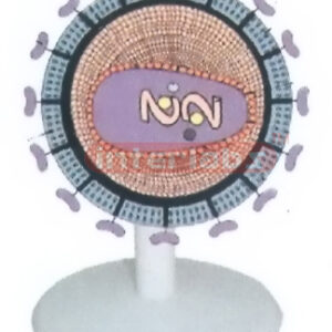 HIV VIRUS ANATOMICAL MODEL Exporter & Educational Laboratory