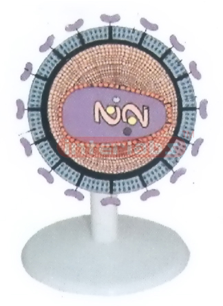 HIV VIRUS ANATOMICAL MODEL Exporter & Educational Laboratory