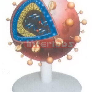 AIDS VIRUS ANATOMICAL MODEL Exporter & Educational Laborator
