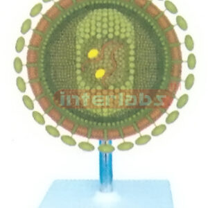 VERTICAL CORONA VIRUS MODEL Exporter & Educational Laborator