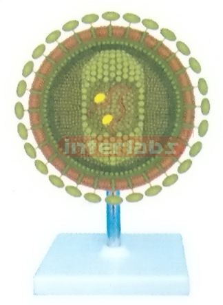 VERTICAL CORONA VIRUS MODEL Exporter & Educational Laborator