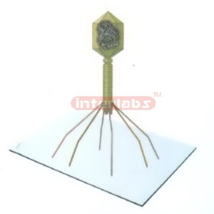 VERTICAL PACTERIO PHAGE VIRUS MODEL Exporter & Educational L