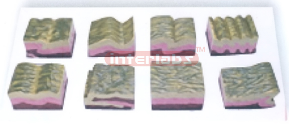 FOLD EVELOPMENT AND FORMATION MODEL Exporter & Educational L
