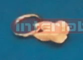 DENS PREMOLARIS KEY RING Exporter & Educational Laboratory E