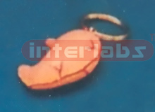 STOMACH KEY RING Exporter & Educational Laboratory Equipment