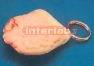 INTESTINES KEY RING Exporter & Educational Laboratory Equipm