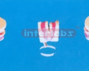 DENTAL CARE MODEL WITH TONGUE & KEY RING Exporter & Educatio