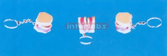 DENTAL CARE MODEL WITH TONGUE & KEY RING Exporter & Educatio