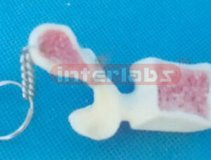 BIG HALF LUMBAR KEY RING Exporter & Educational Laboratory E