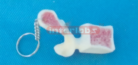 BIG HALF LUMBAR KEY RING Exporter & Educational Laboratory E