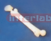 BIG ADVANCED BONE PEN WITH SKULL Exporter & Educational Labo