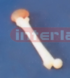 BIG ADVANCED BONE PEN WITH BRAIN Exporter & Educational Labo