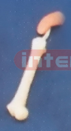 BIG ADVANCED BONE PEN WITH LUNG Exporter & Educational Labor