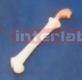 BIG ADVANCED BONE PEN WITH STOMACH Exporter & Educational La