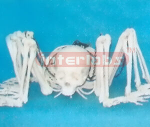 BIG HANGING SKELETAL SPIDERMAN Exporter & Educational Labora