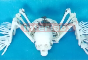 MIDDLE HUMAN SKELETON ARANOID MODEL HANGING STAND Exporter &