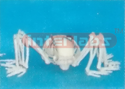 MIDDLE SMALL HUMAN SKELETON ARANOID MODEL HANGING STAND Expo