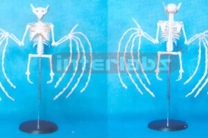 SMALL HUMAN SKELETON BAT ARENOID MODEL Exporter & Educationa