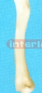 CORPUS PEN Exporter & Educational Laboratory Equipment Suppl
