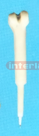 BIG HALF FEMUR PEN Exporter & Educational Laboratory Equipme