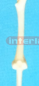 SMALL FULL FEMUR PEN Exporter & Educational Laboratory Equip