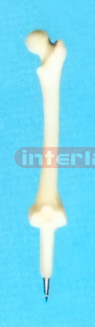 SMALL FULL FEMUR PEN Exporter & Educational Laboratory Equip