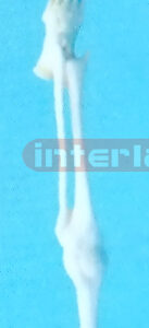 FOOT BONE PEN Exporter & Educational Laboratory Equipment Su
