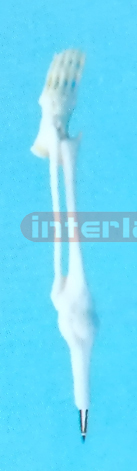 FOOT BONE PEN Exporter & Educational Laboratory Equipment Su