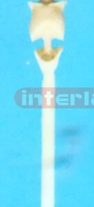 SKULL TORSO BONE PEN Exporter & Educational Laboratory Equip