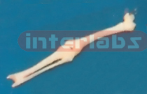 LONG KNEE Exporter & Educational Laboratory Equipment Suppli
