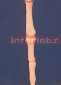 SKULL FINGER BONE PEN Exporter & Educational Laboratory Equi