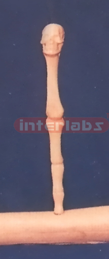 SKULL FINGER BONE PEN Exporter & Educational Laboratory Equi