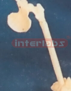 PELVIS PEN Exporter & Educational Laboratory Equipment Suppl